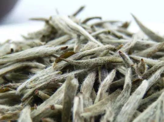 The fuzz on white tea can improve quality