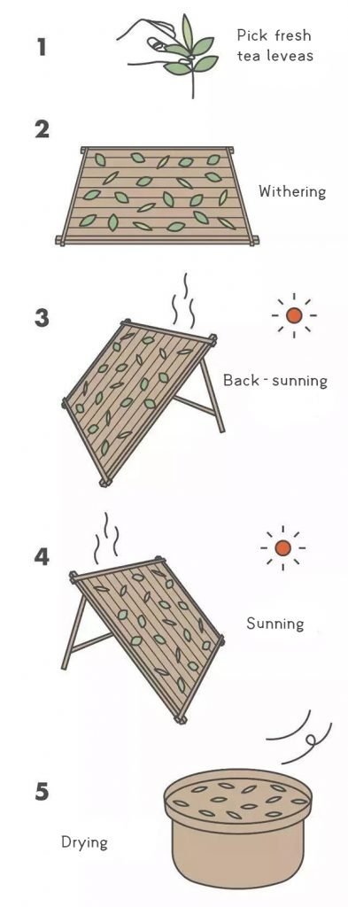 Common white tea processing method