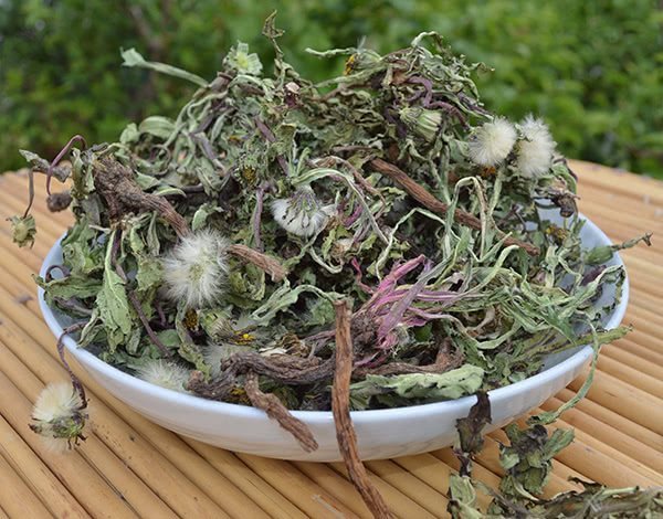 Dandelions are easy to collect and make into tea