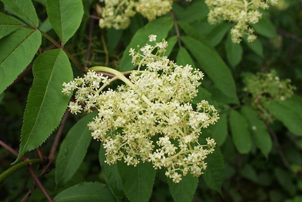 Elderflower often appeared in the roadside and gardens