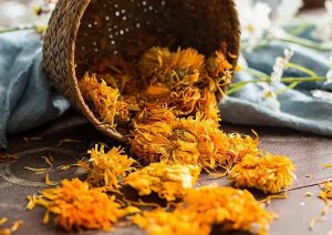 Marigold-petals-are-collected-and-dried-to-make-marigold-tea