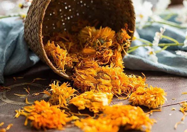 Marigold petals are collected and dried to make marigold tea