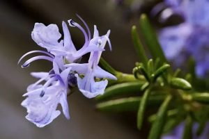Rosemary is called Dew of The Sea