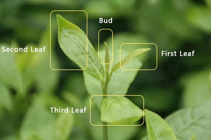 One bud three leaves - tender to older from the top to below