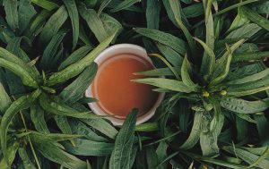 Tea polyphenols constitute a significant source of benefits for tea