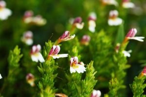 Eyebright Tea