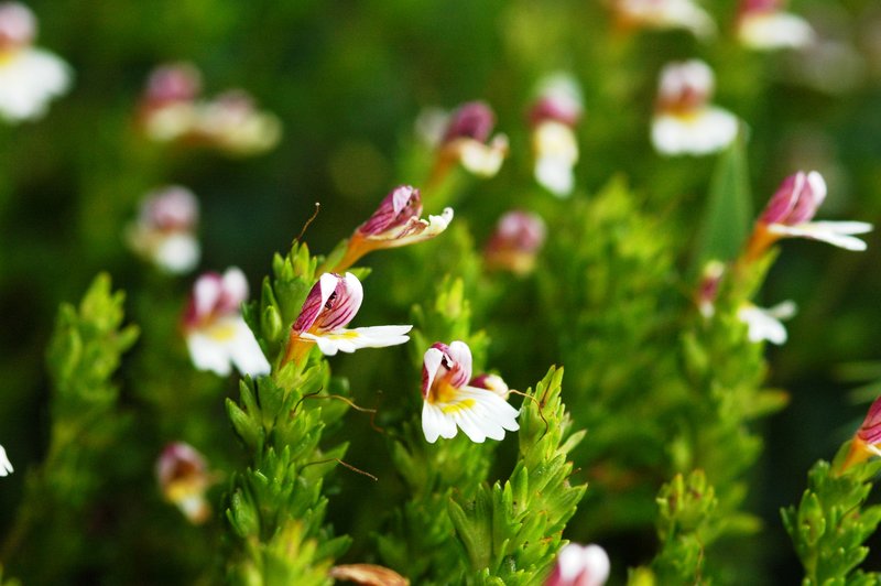 Eyebright Tea