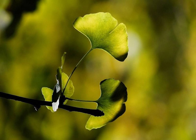 Ginkgo biloba is one kind of the oldest plants on the earth