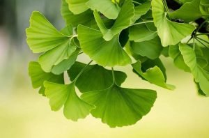 Ginkgo Biloba Tea