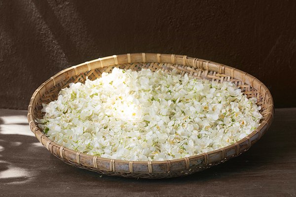 Jasmine tea fragrance comes from the fresh picking flowers