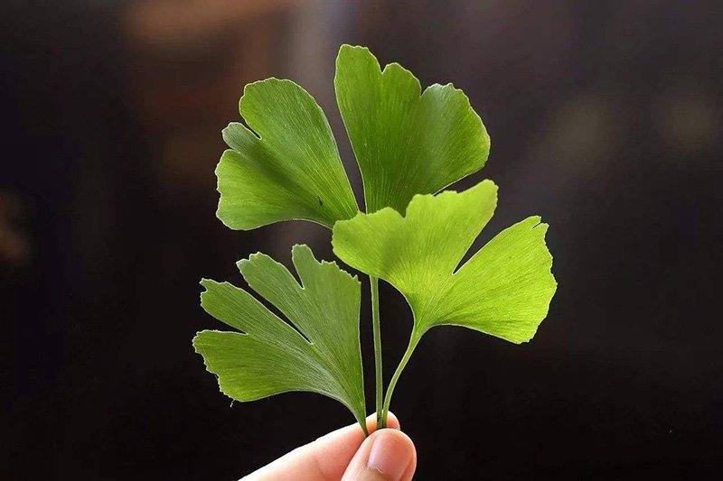 Ginkgo Biloba Tea