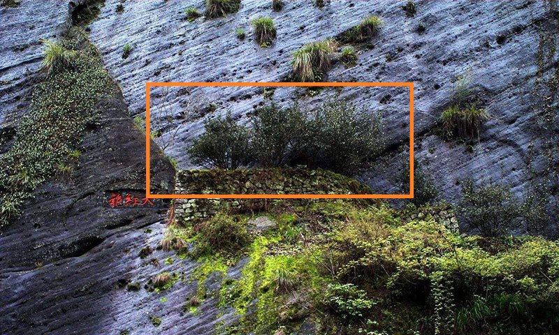 The Da Hong Pao mother trees on the crag of Wuyi Mountain