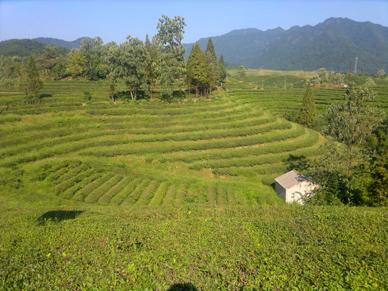 A Zhaoqing tea plantation still producing a few yield Da Ye Qing tea