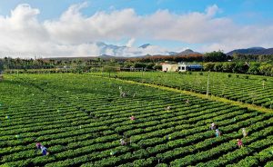 Chinese green tea still processed in the traditional hand way
