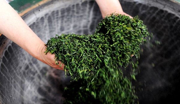 Fixation is the key in green tea processing