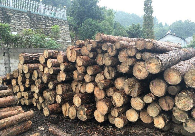 Over felling Masson pines hurt the local environment much