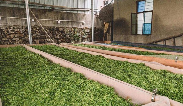 Placing the leaves for a while after picking