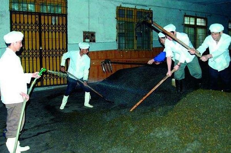 Tea master doing the cold-water piling job