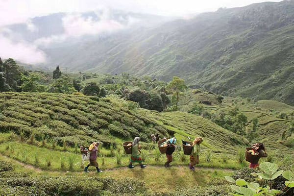 Darjeeling is around the Himalayas, high altitude and foggy