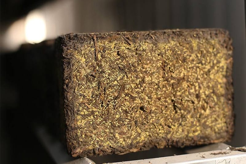 The golden flowers typically develop inside the Fuzhuan brick tea