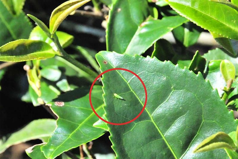 The bug-bitten part of the leaves had turned red