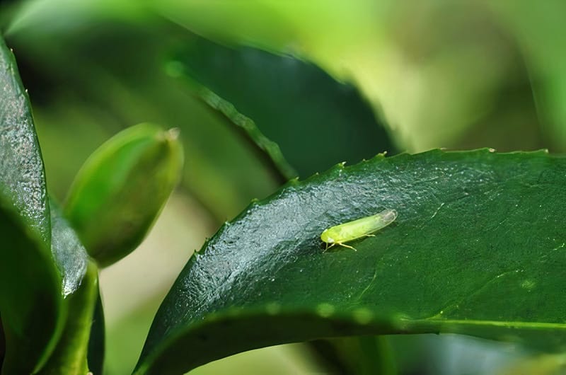 The tiny bug names Jacobiasca formosana