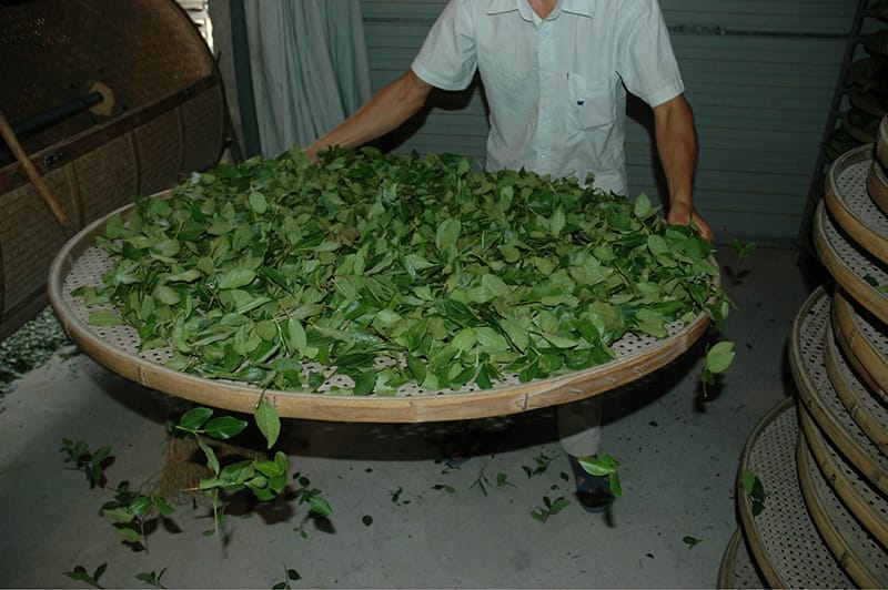 Tea master is shaking the leaves with a bamboo sieve