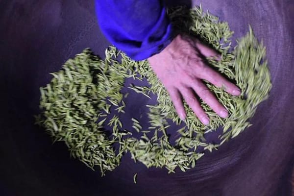 Tea master frying leaves in the freehand way