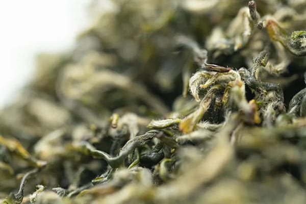 Biluochun leaves are curly and full of tiny white fuzz