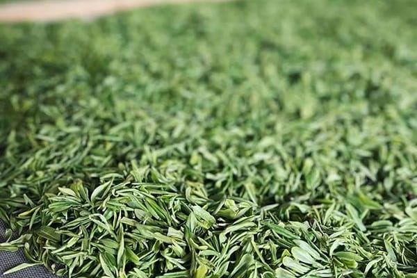 Leaves harvested in spring are regarded as with the highest quality