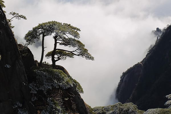 Hills covered by fog, and pine trees growing on the rock