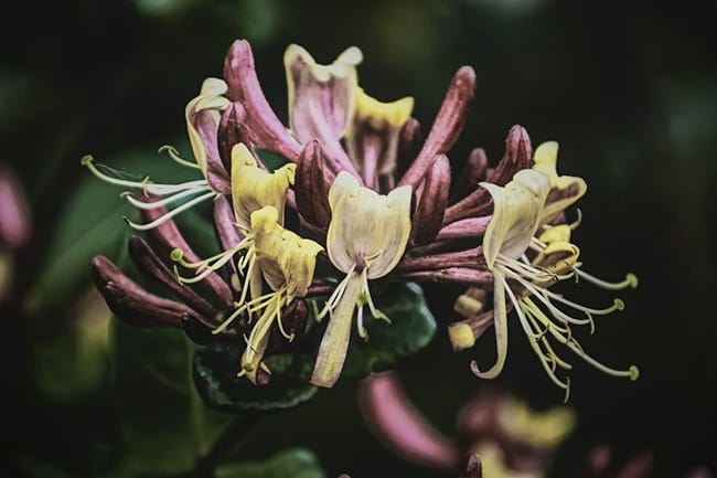 Ornamental honeysuckle is magenta and yellow