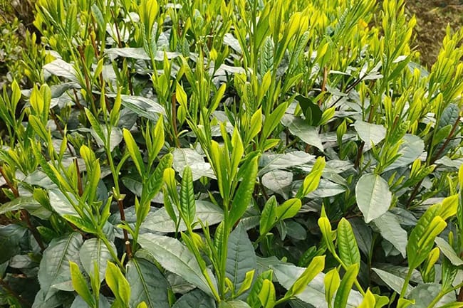 Shida Cha Camellia Sinensis has bigger leaves
