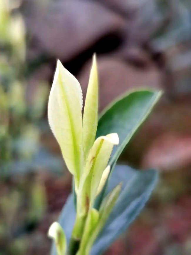 Bai Ye No.1 Camellia Sinensis gets temporary albinism