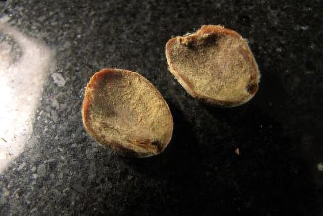 The moldy malva nut