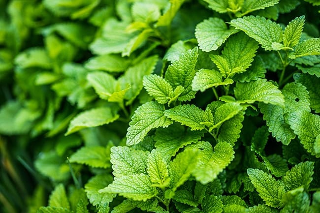 Lemon balm is popular as a garden ornamental plant
